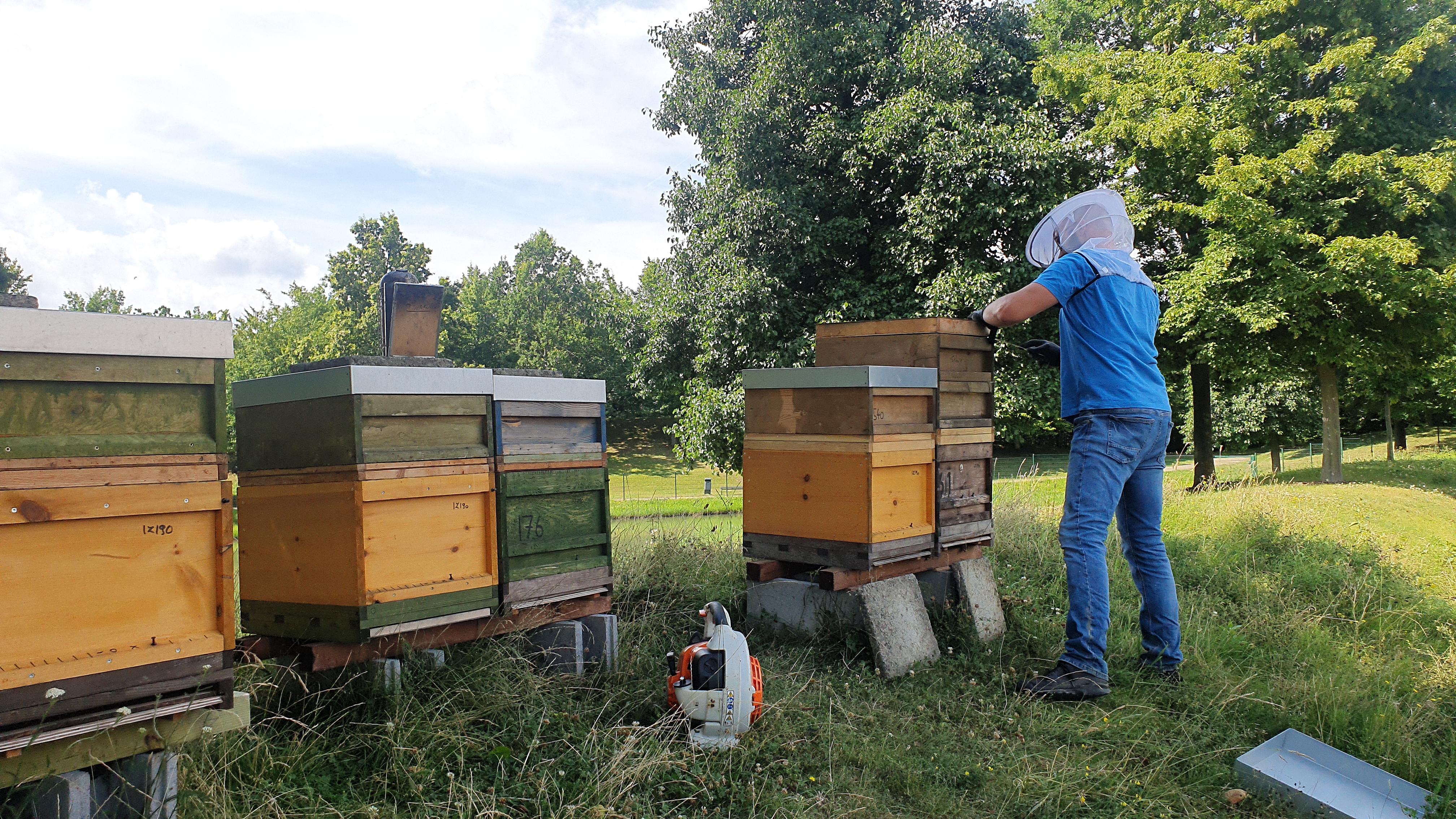 Bienen_8 Bienen_8