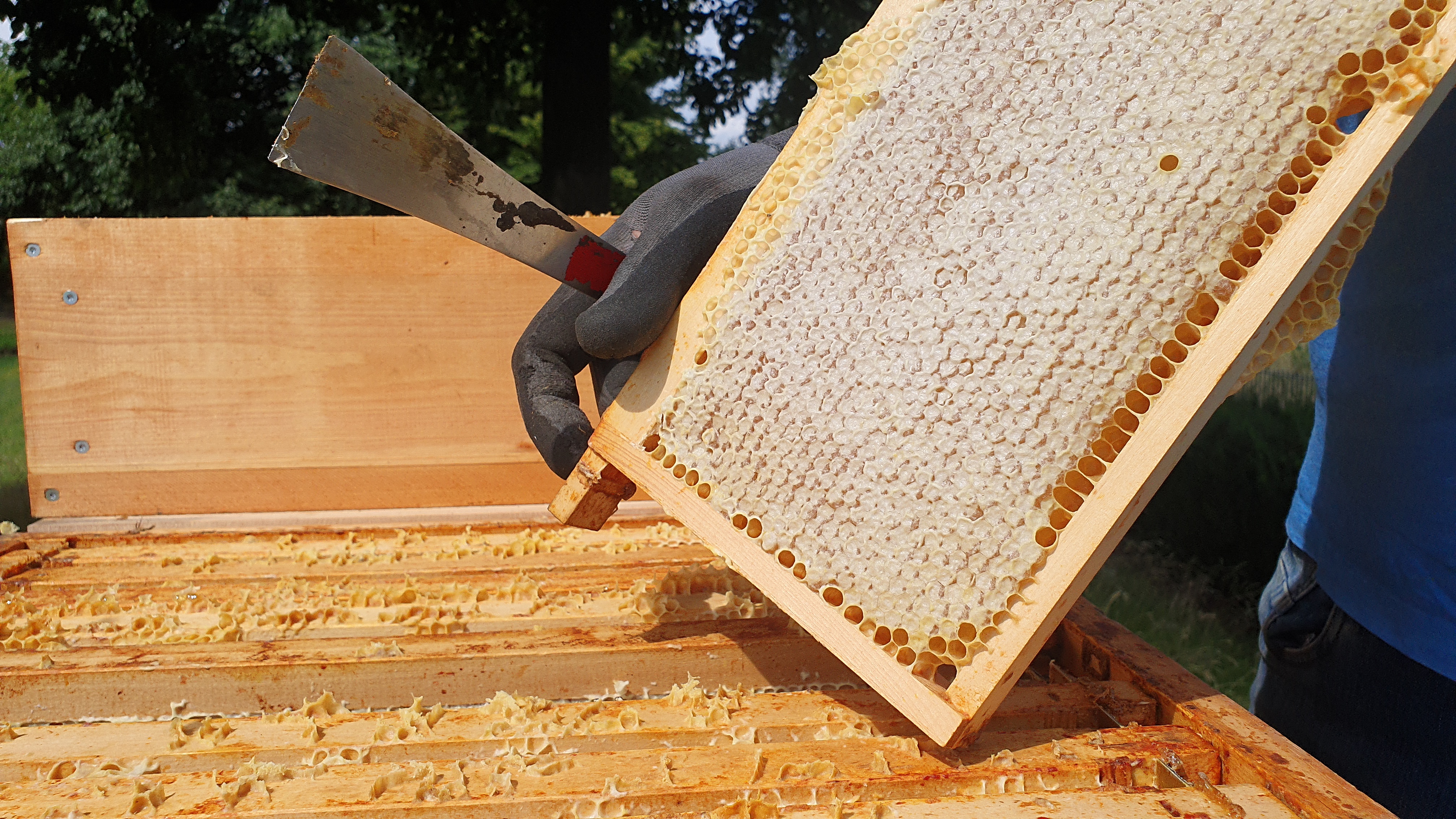 Bienen_11 Bienen_11