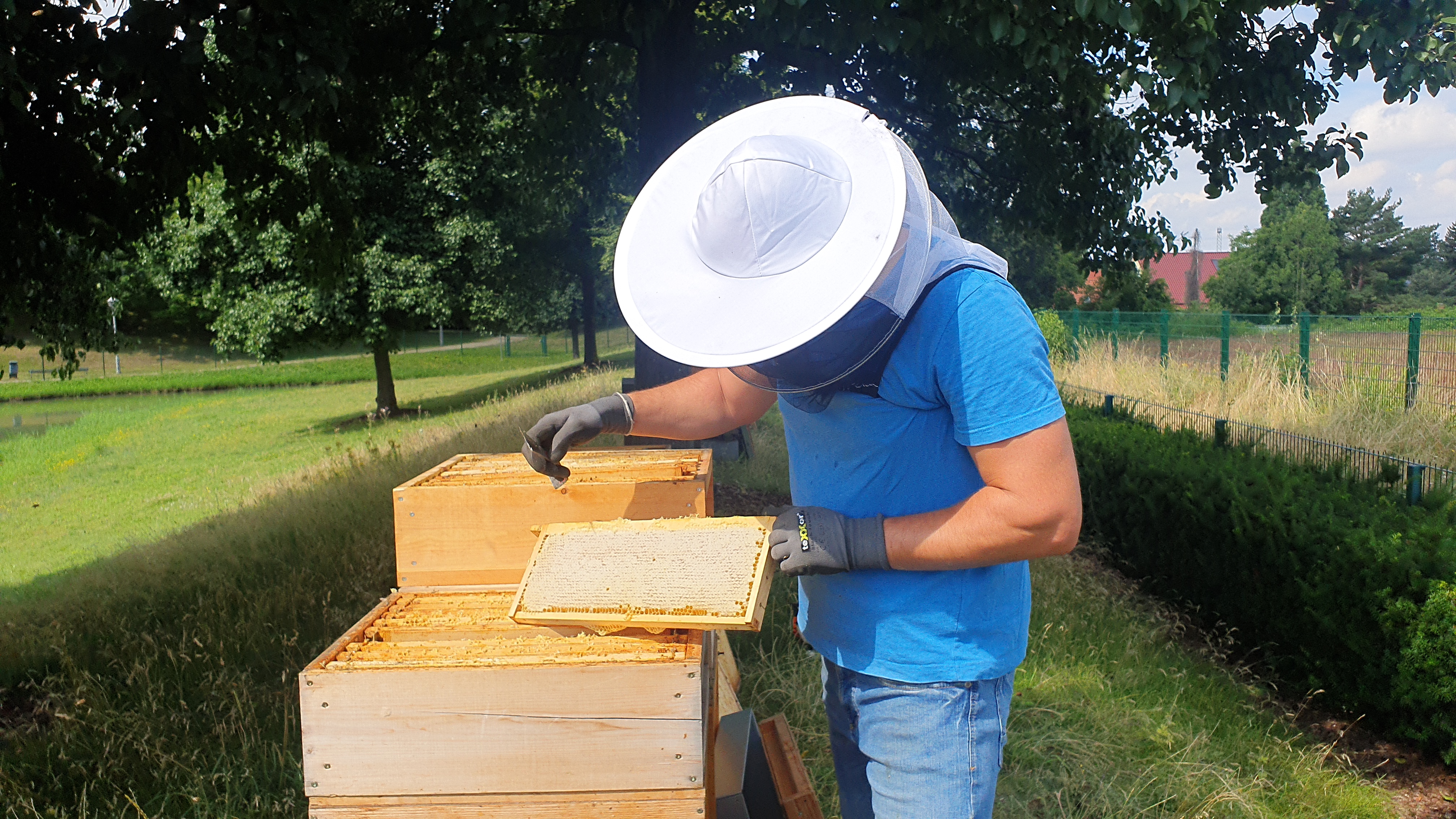 Bienen_14 Bienen_14