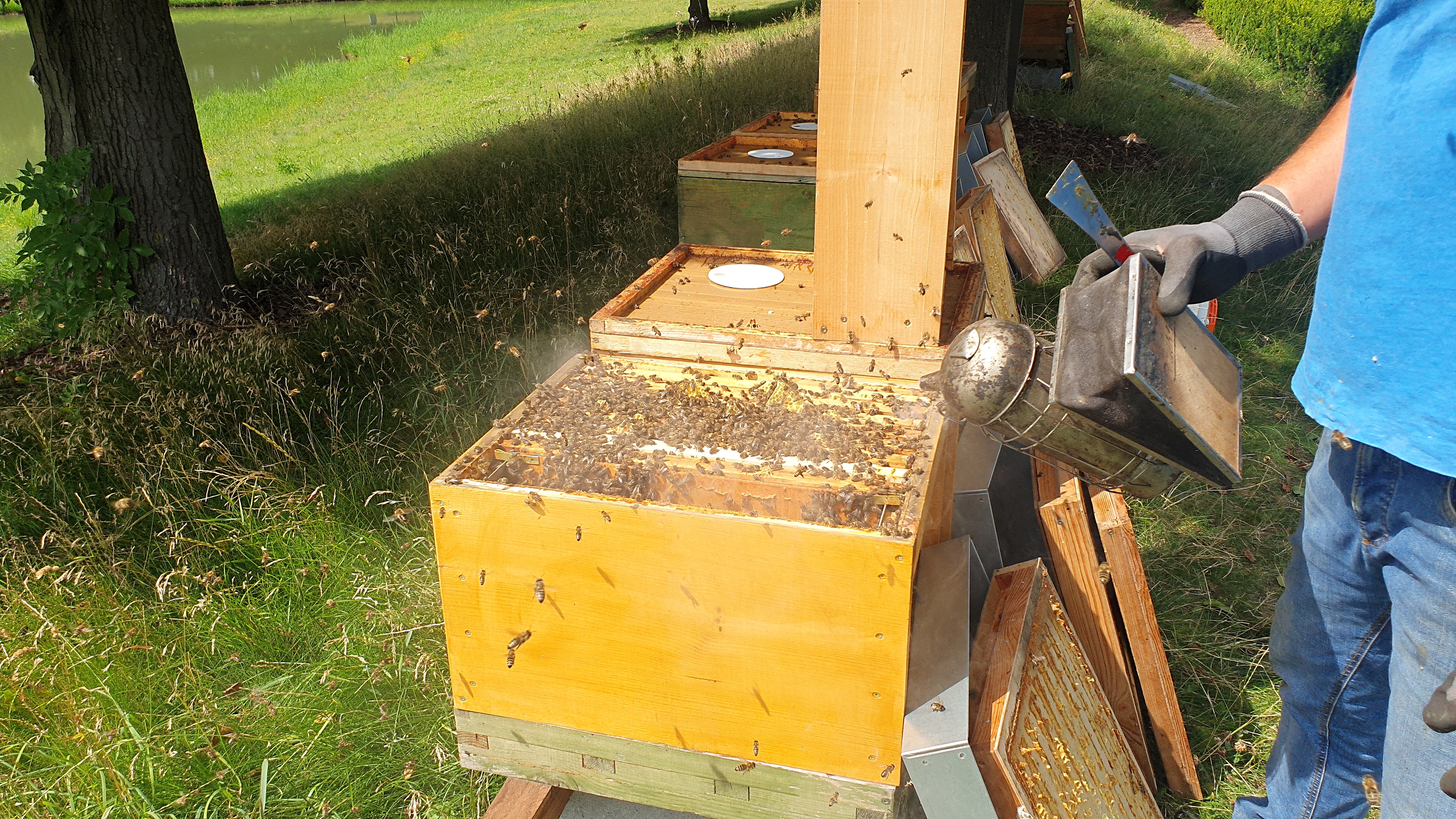 Bienen_12 Bienen_12