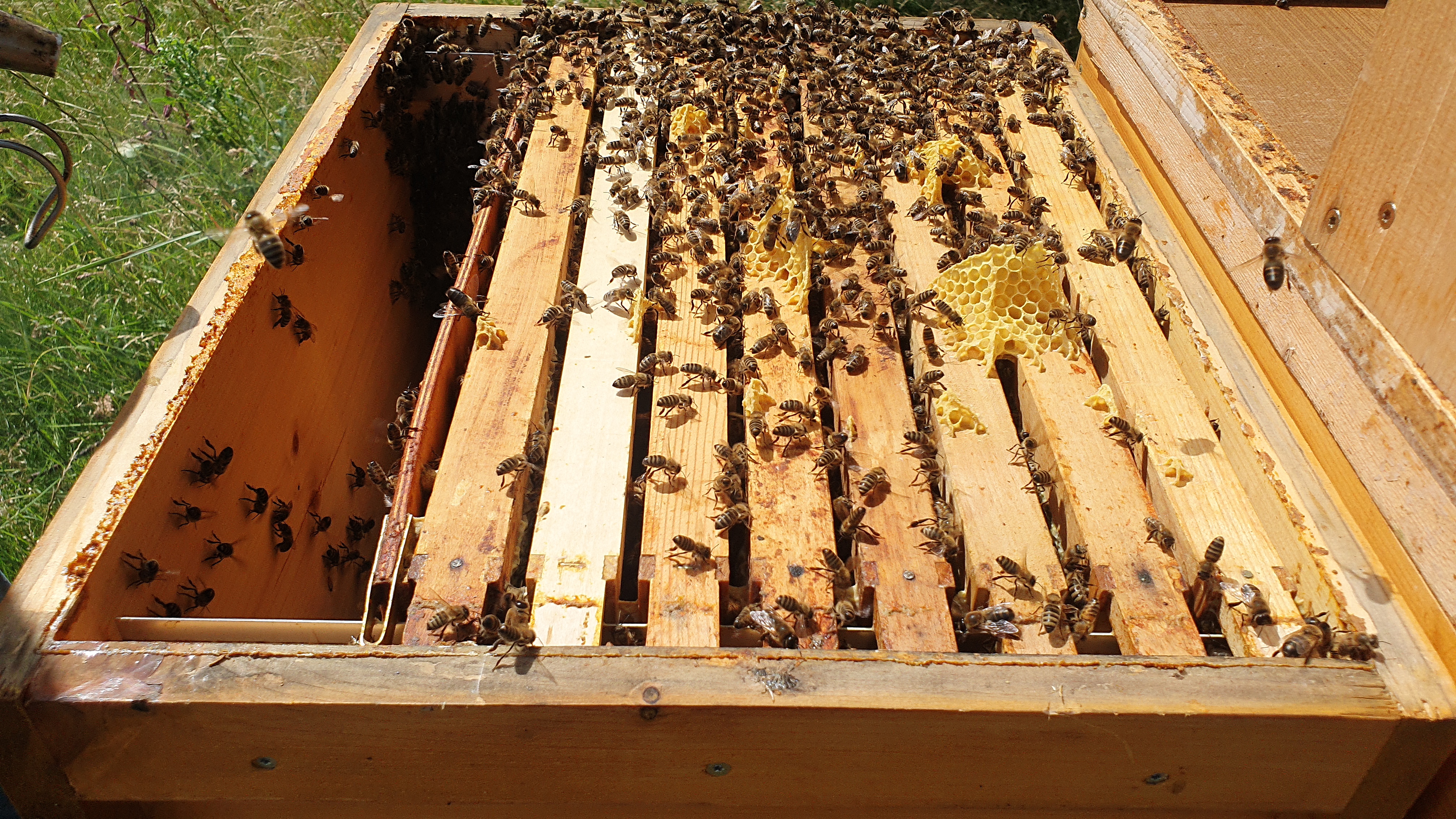 Bienen_13 Bienen_13