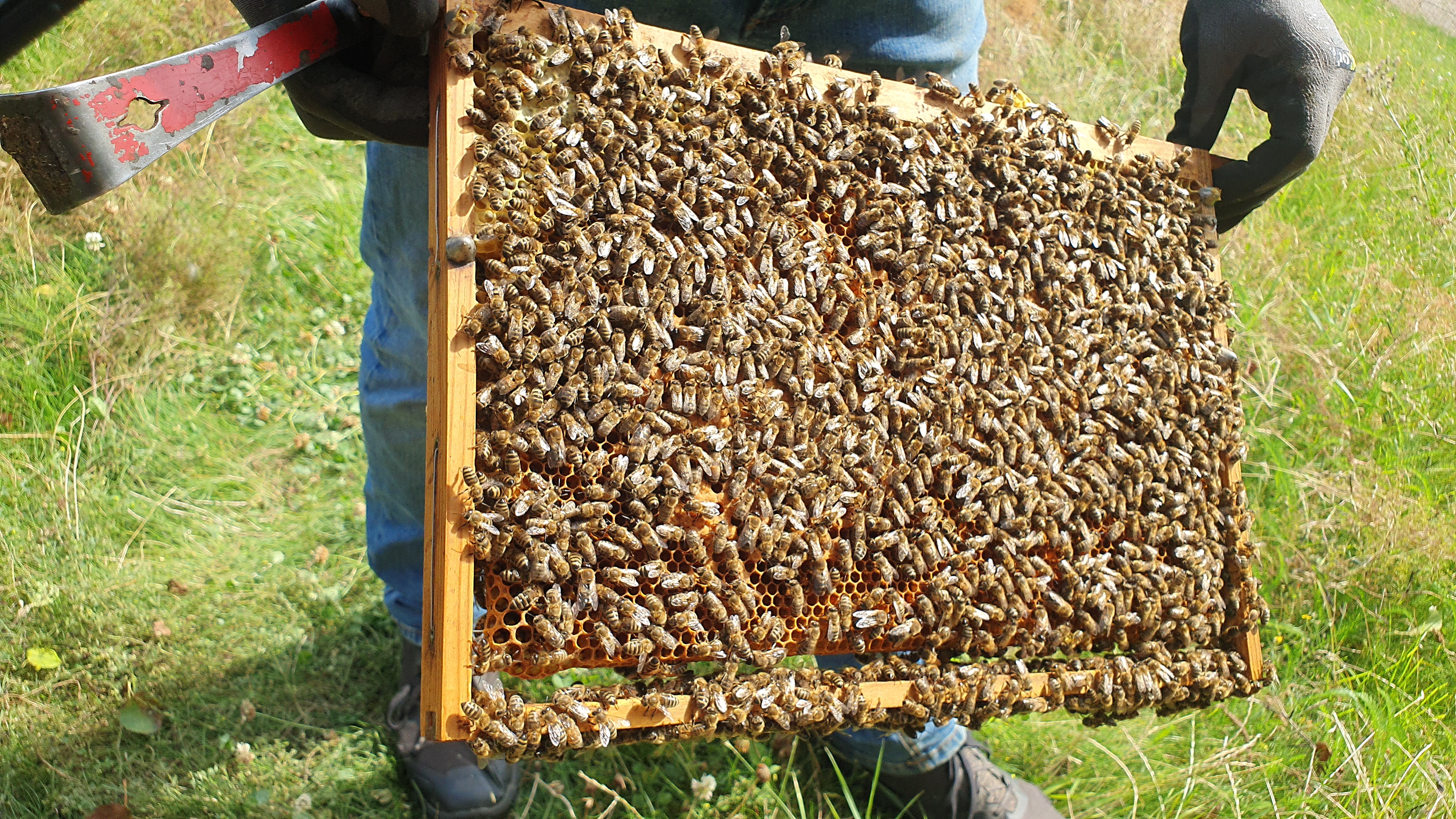 Bienen_14 Bienen_14