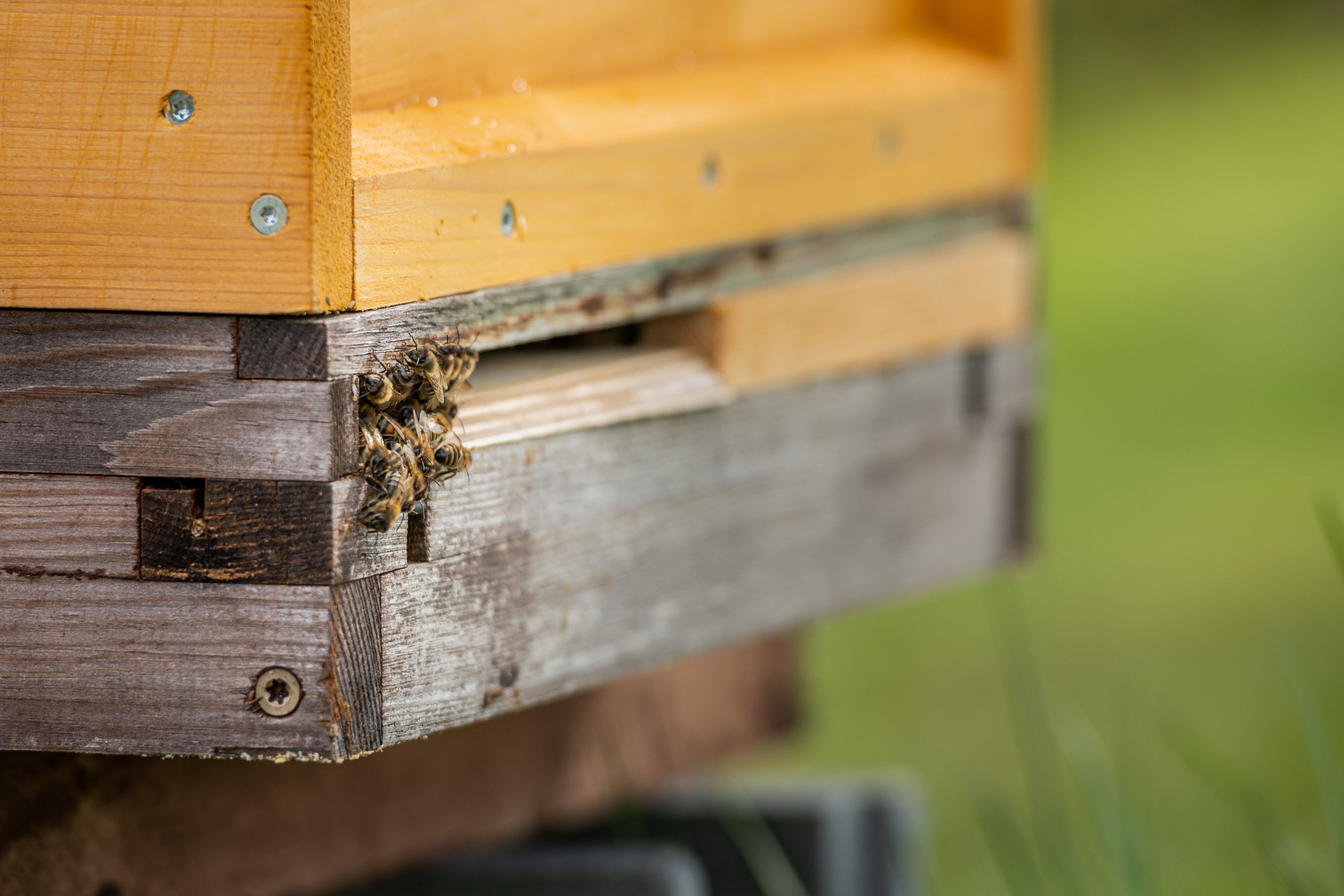 Bienen_3 Bienen_3