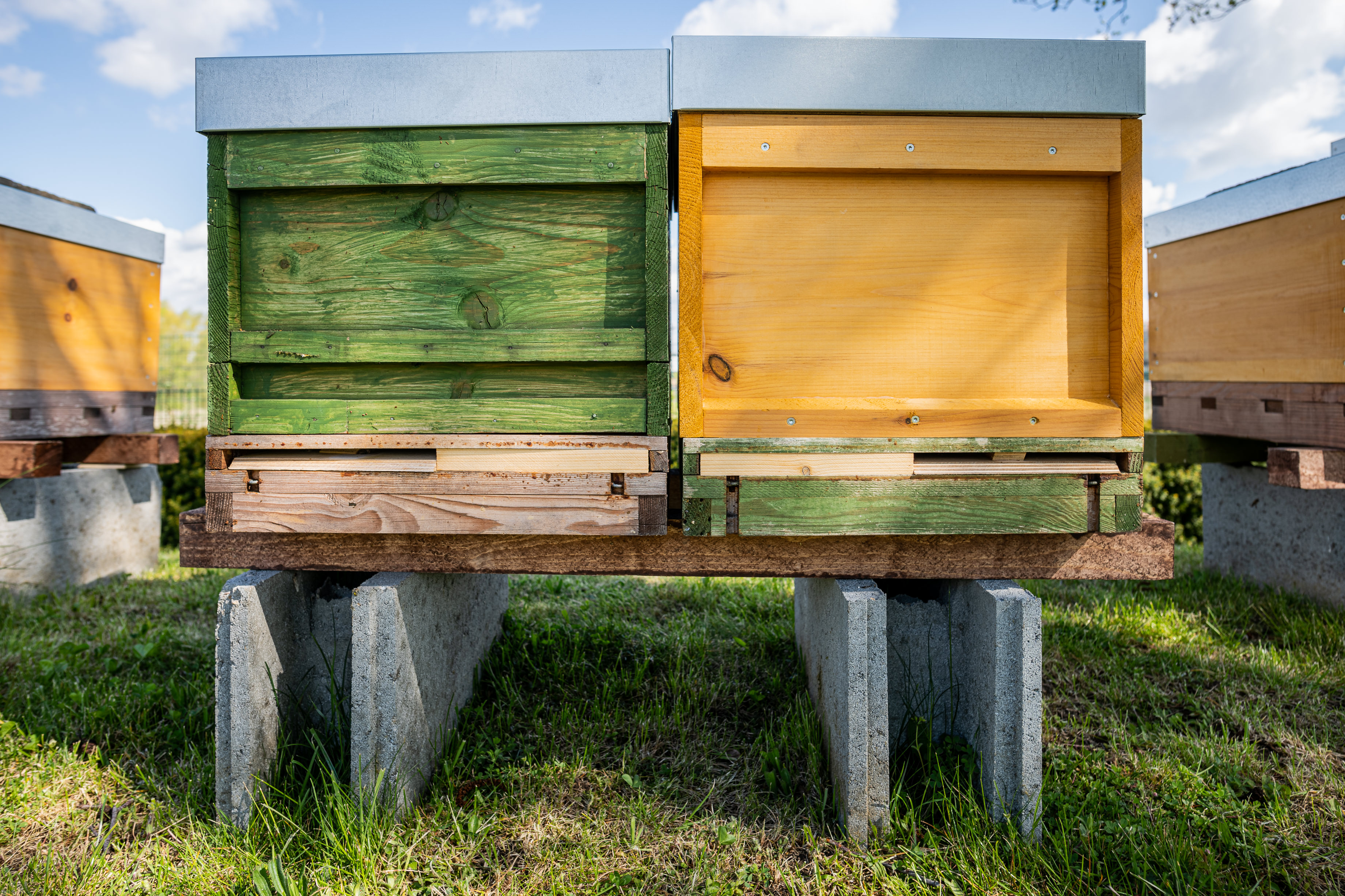 Bienen_5 Bienen_5
