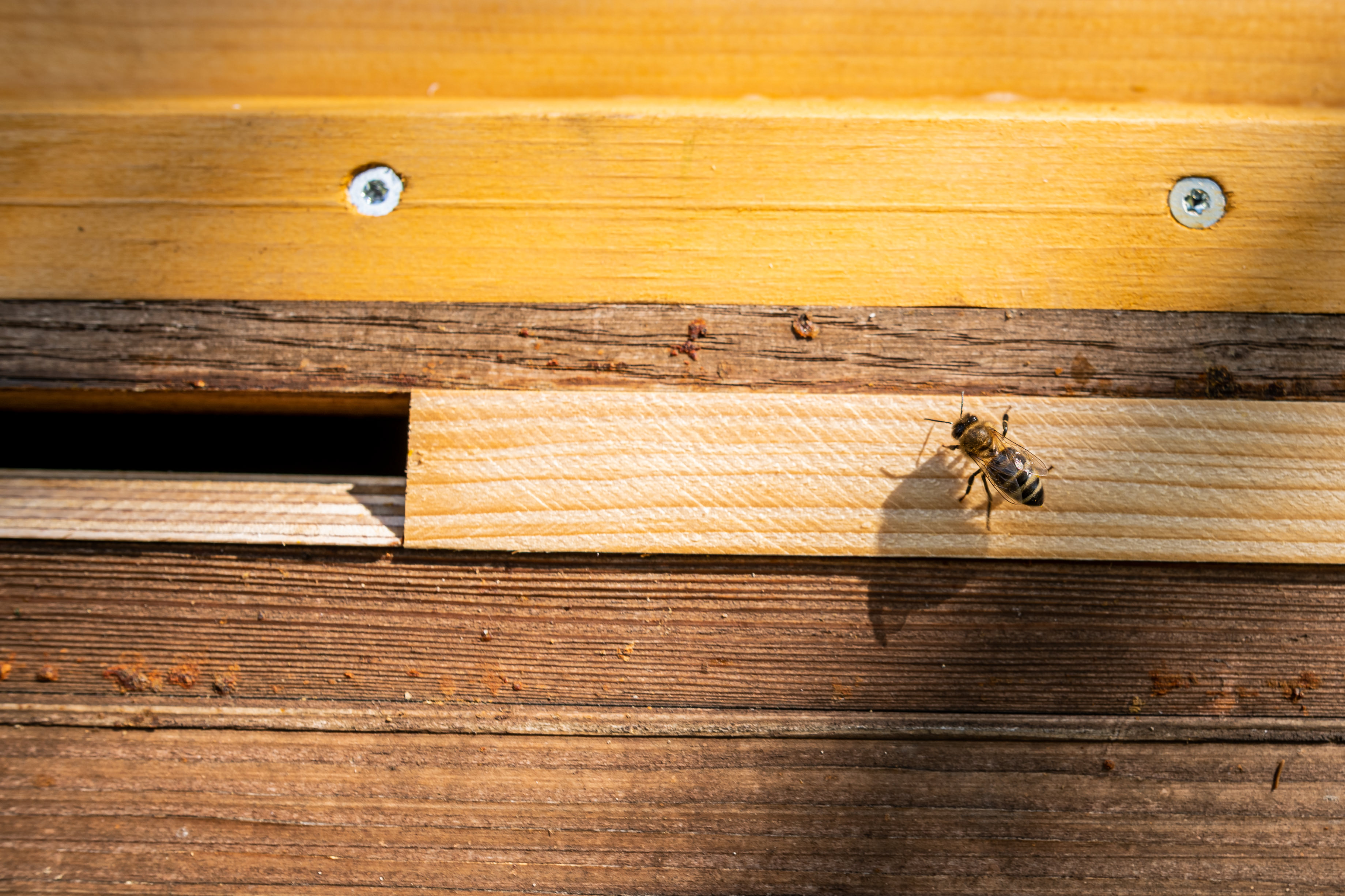 Bienen_6 Bienen_6